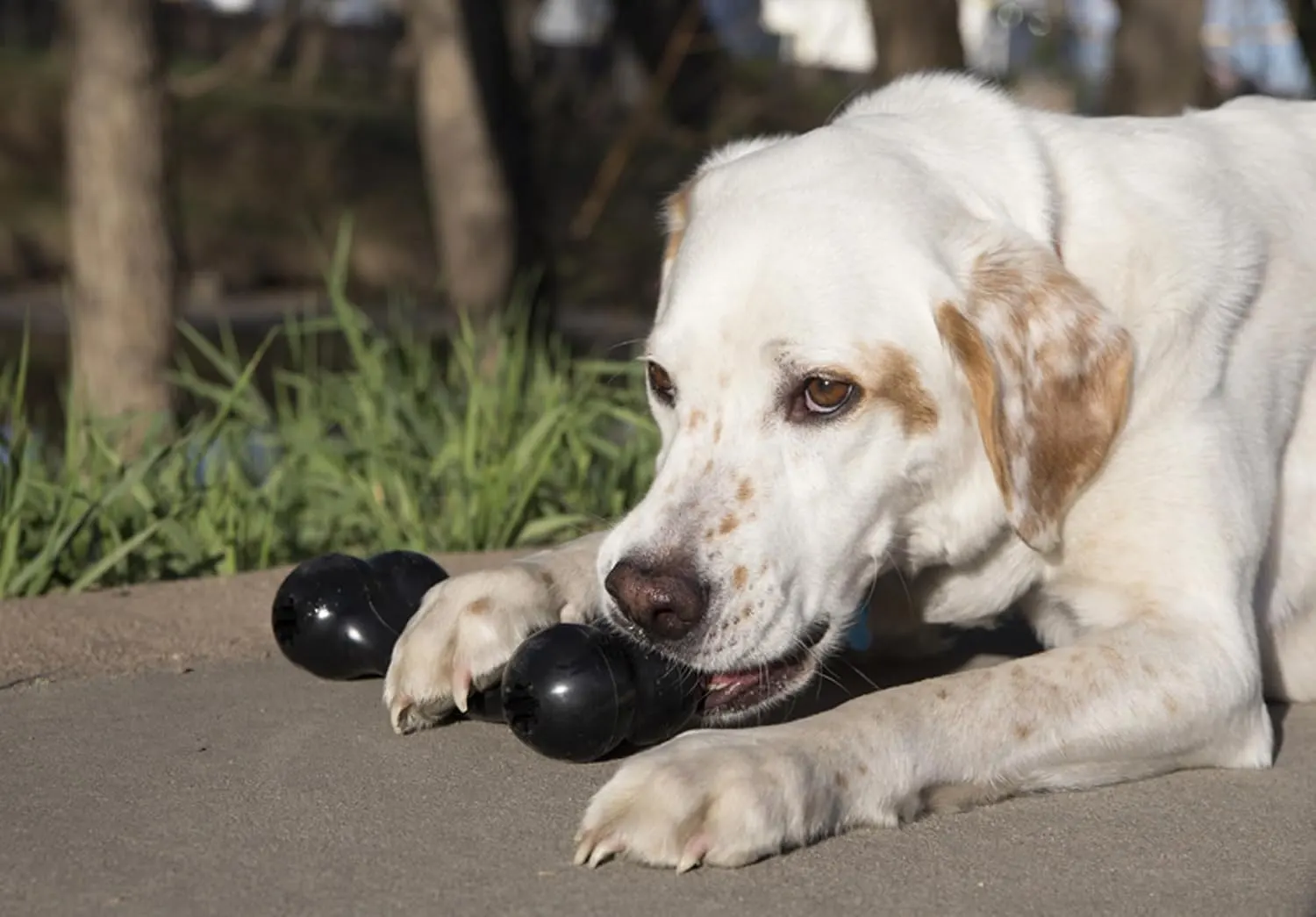 KONG Extreme Goodie Bone — Large